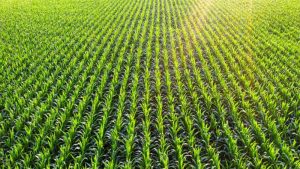 αγροδιατροφικός κλάδος